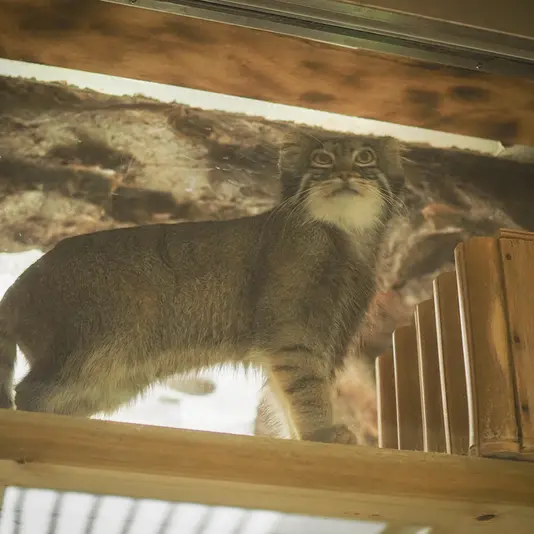 A photograph of Shafran in Ueno Zoological Gardens