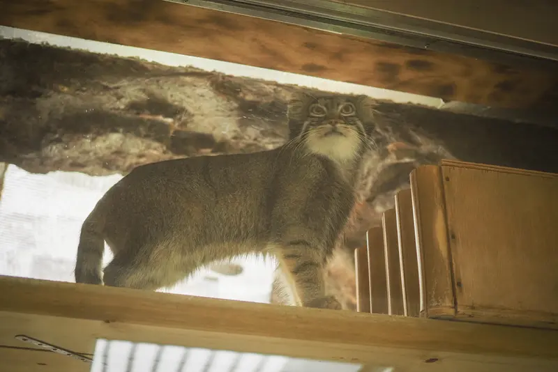 A photograph of Shafran in Ueno Zoological Gardens