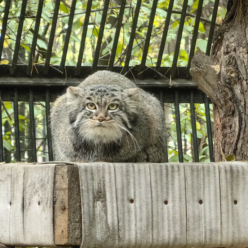 A photograph of Katun in Novosibirsk Zoo