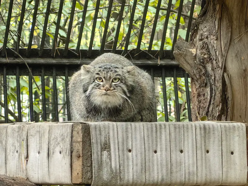 A photograph of Katun in Novosibirsk Zoo
