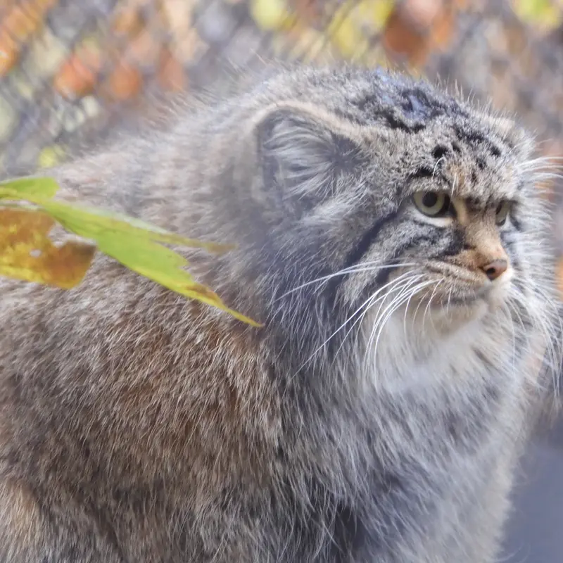 A photograph of Zosya in Novosibirsk Zoo