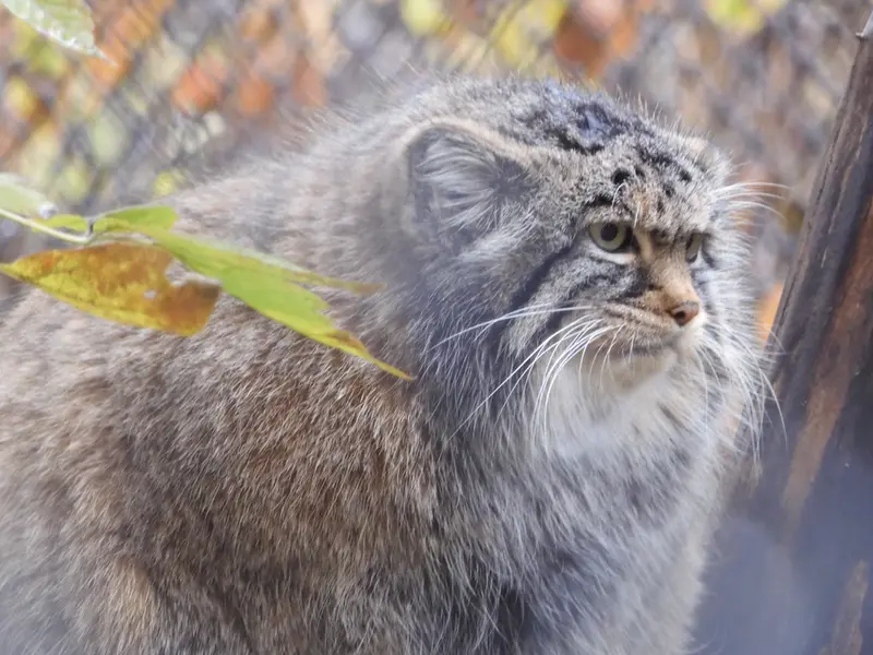 A photograph of Zosya in Novosibirsk Zoo