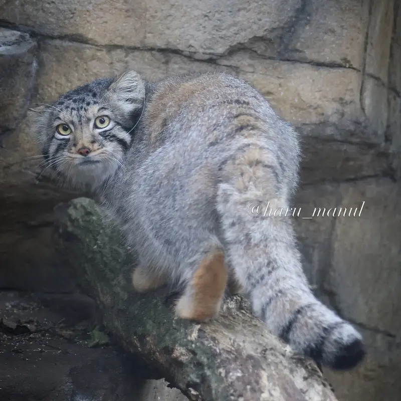 A photograph of Nagomu in Nasu Animal Kingdom
