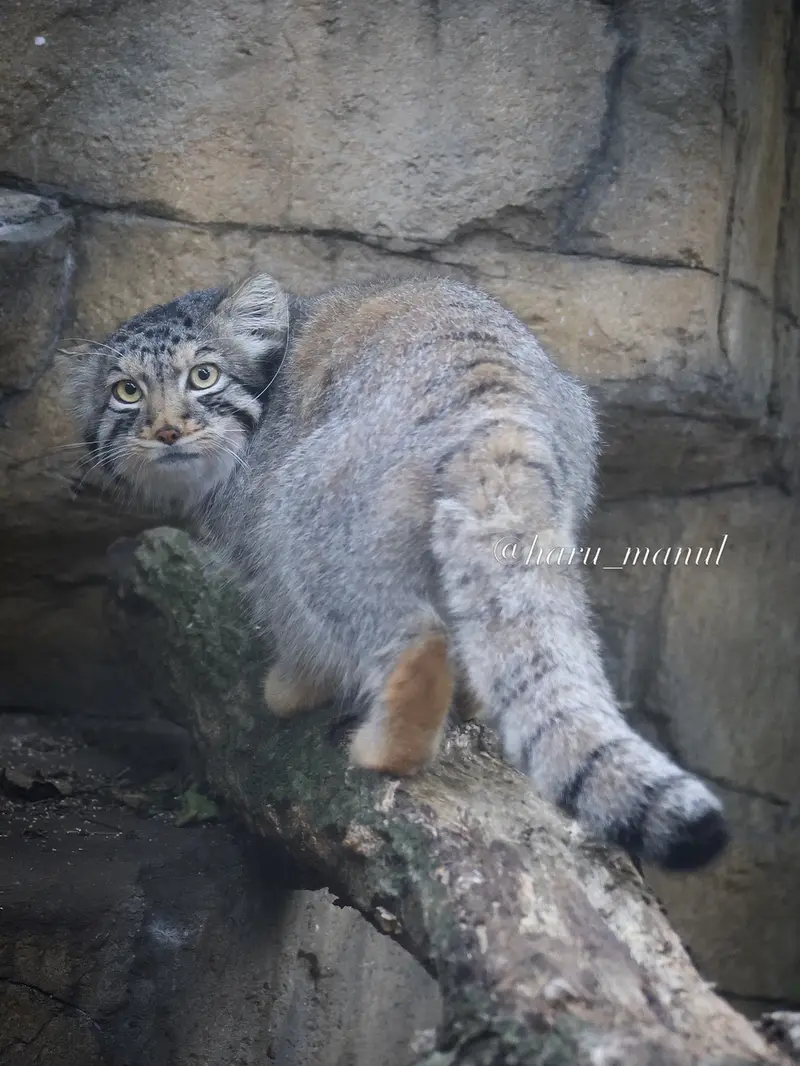 A photograph of Nagomu in Nasu Animal Kingdom
