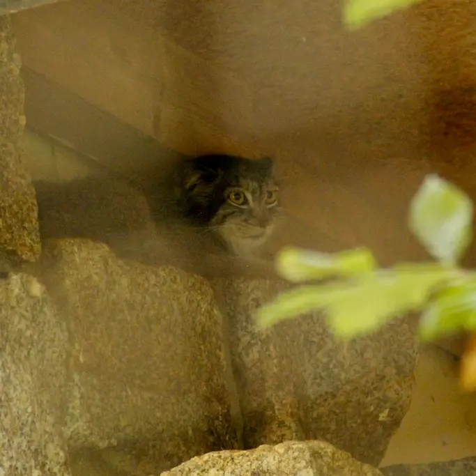 A photograph of Tuya in Chemnitz Zoo