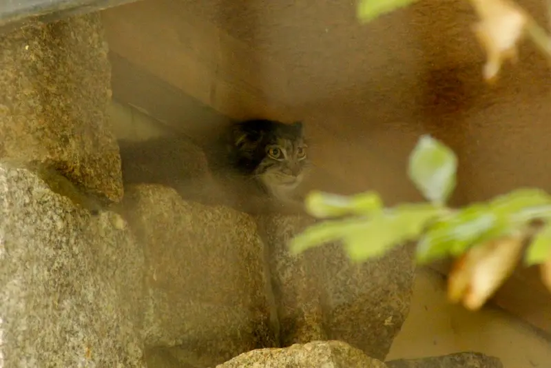 A photograph of Tuya in Chemnitz Zoo