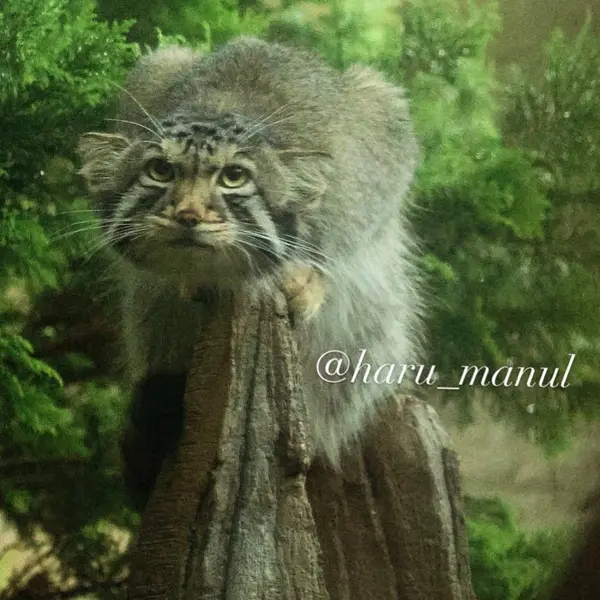 A photograph of Nagomu in Nasu Animal Kingdom