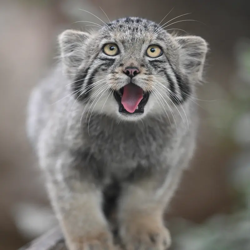 A photograph of San in Kobe Animal Kingdom