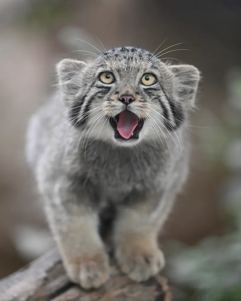 A photograph of San in Kobe Animal Kingdom