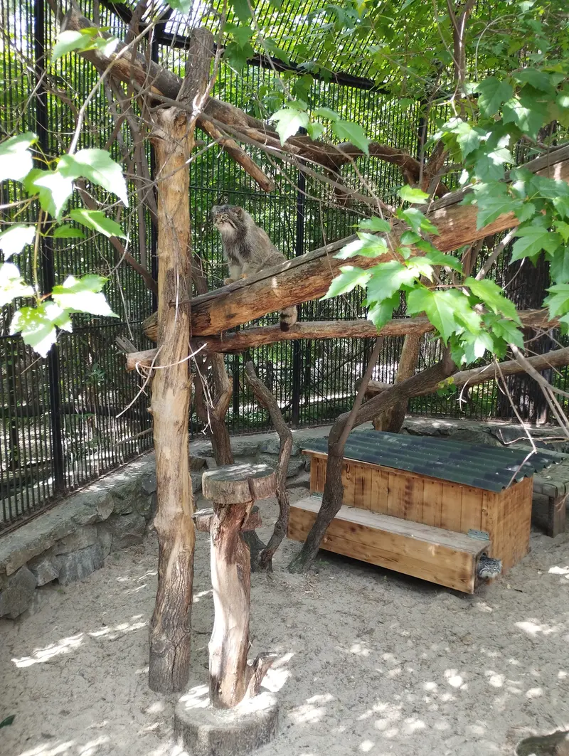 A photograph of a Pallas's cat in Novosibirsk Zoo