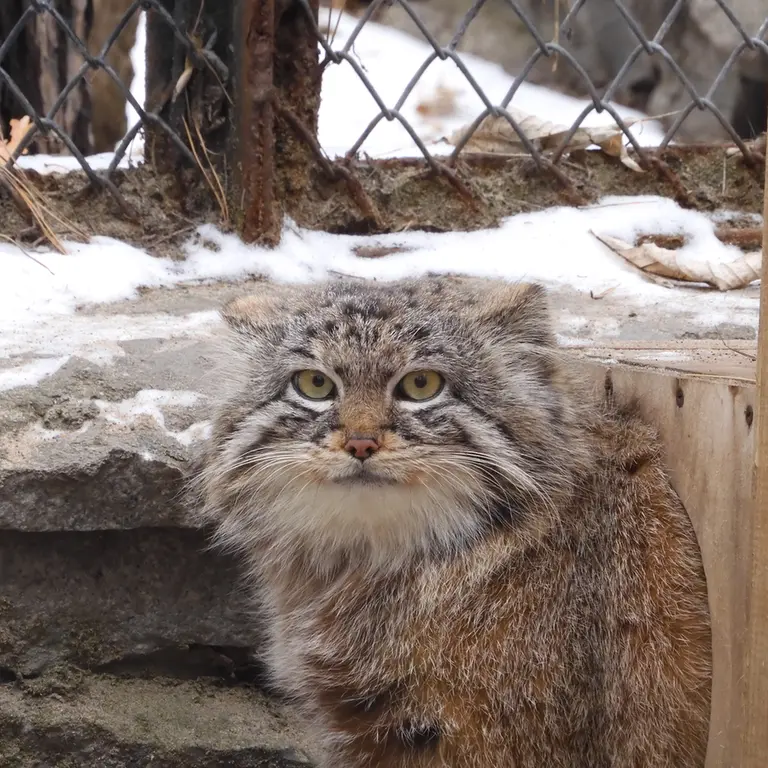 A photograph of Ruf in Novosibirsk Zoo