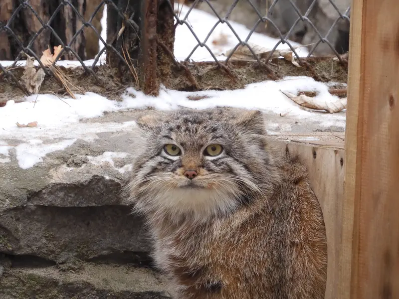 A photograph of Ruf in Novosibirsk Zoo