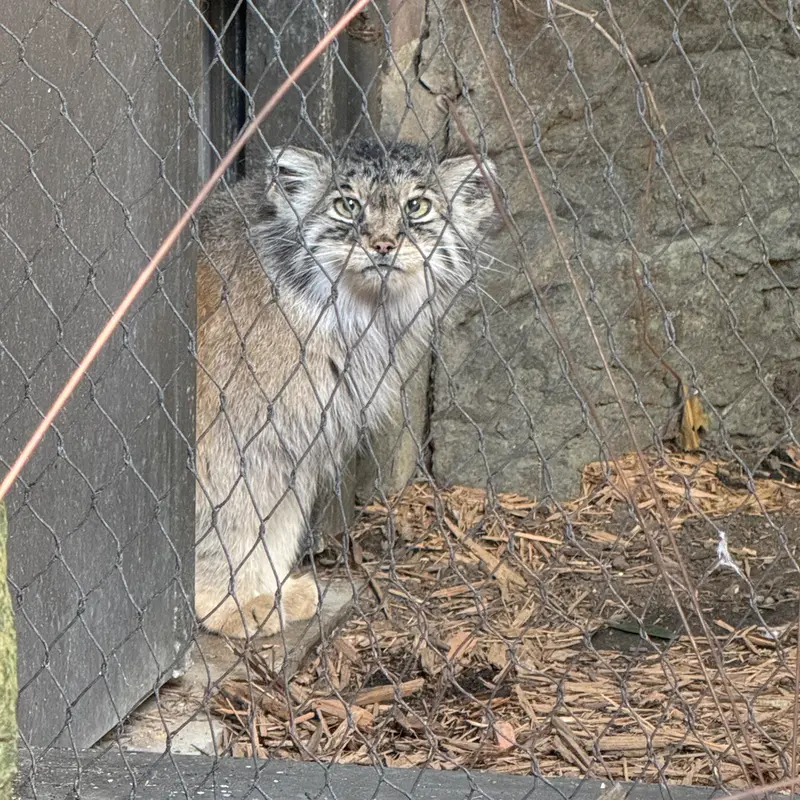 A photograph of Sarnai in Prospect Park Zoo