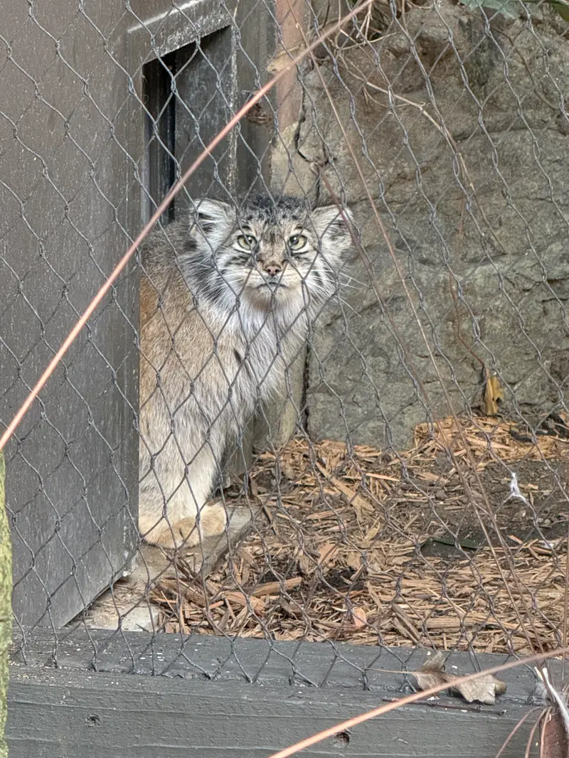 A photograph of Sarnai in Prospect Park Zoo