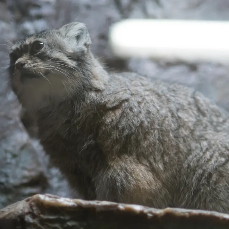 A photograph of Primula in Ueno Zoological Gardens