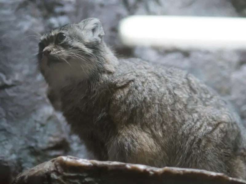 A photograph of Primula in Ueno Zoological Gardens