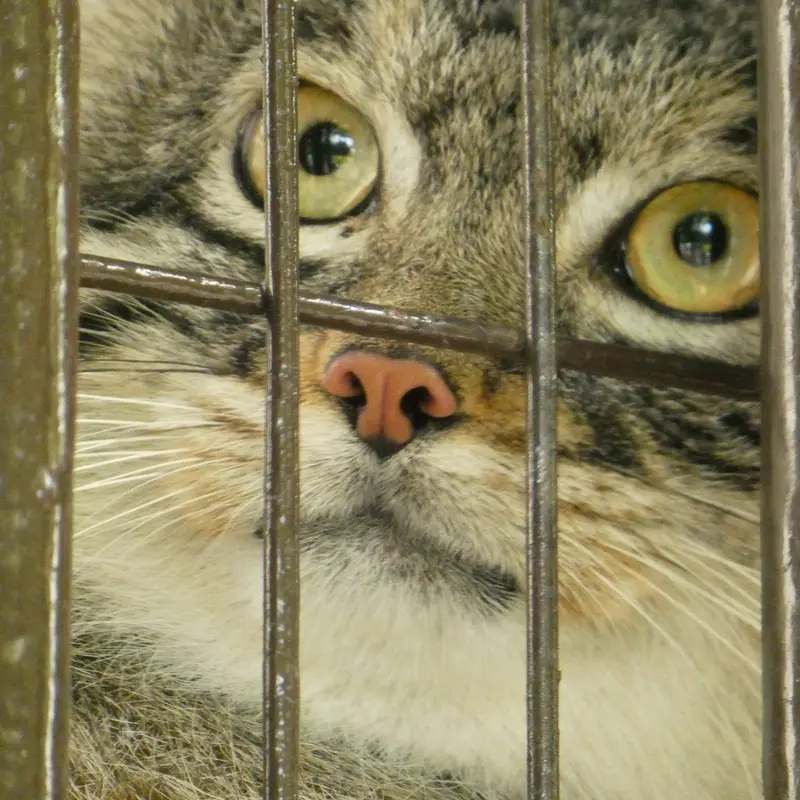 A photograph of Figa in Nogeyama Zoo