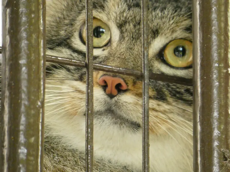 A photograph of Figa in Nogeyama Zoo