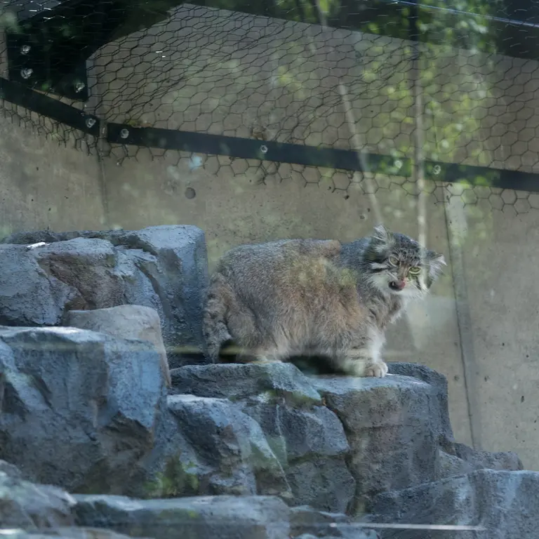 A photograph of Grusha in Asahiyama Zoo