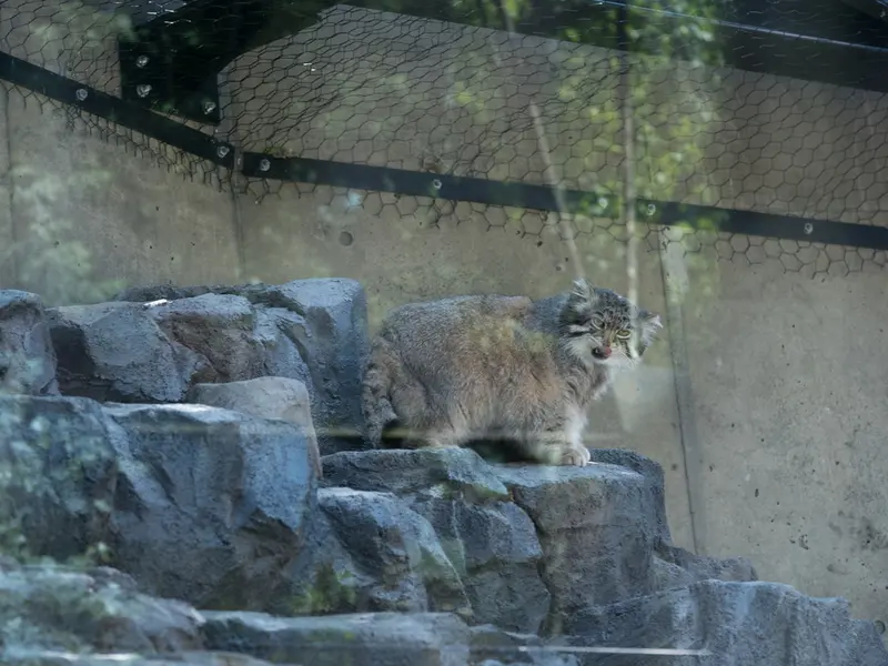 A photograph of Grusha in Asahiyama Zoo