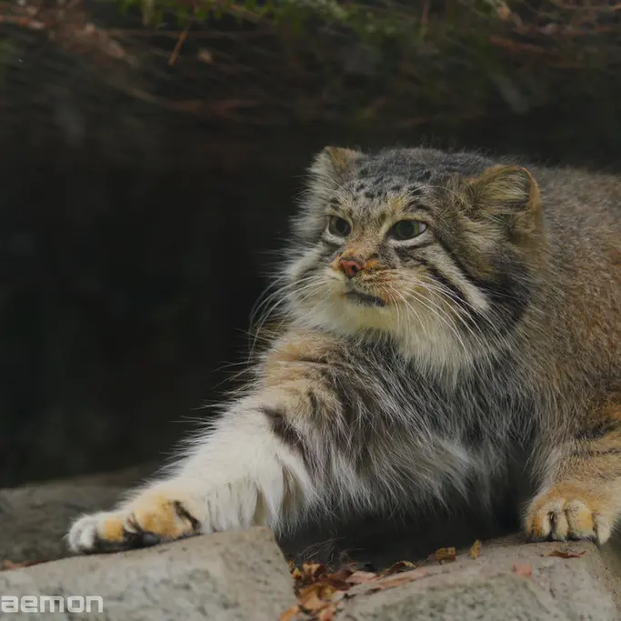 A photograph of Az in Kobe Animal Kingdom