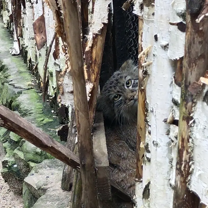 A photograph of a Pallas's cat in Novosibirsk Zoo