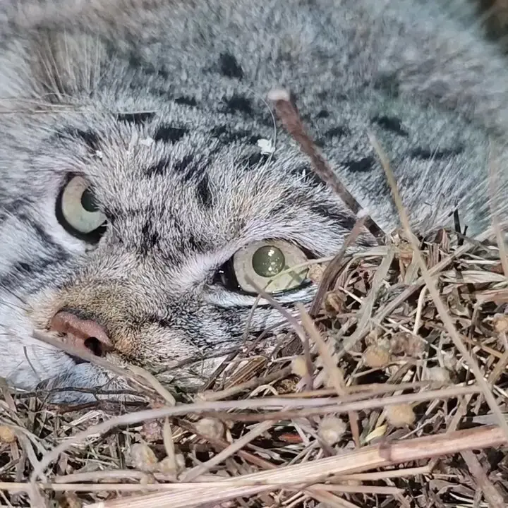A photograph of a Pallas's cat