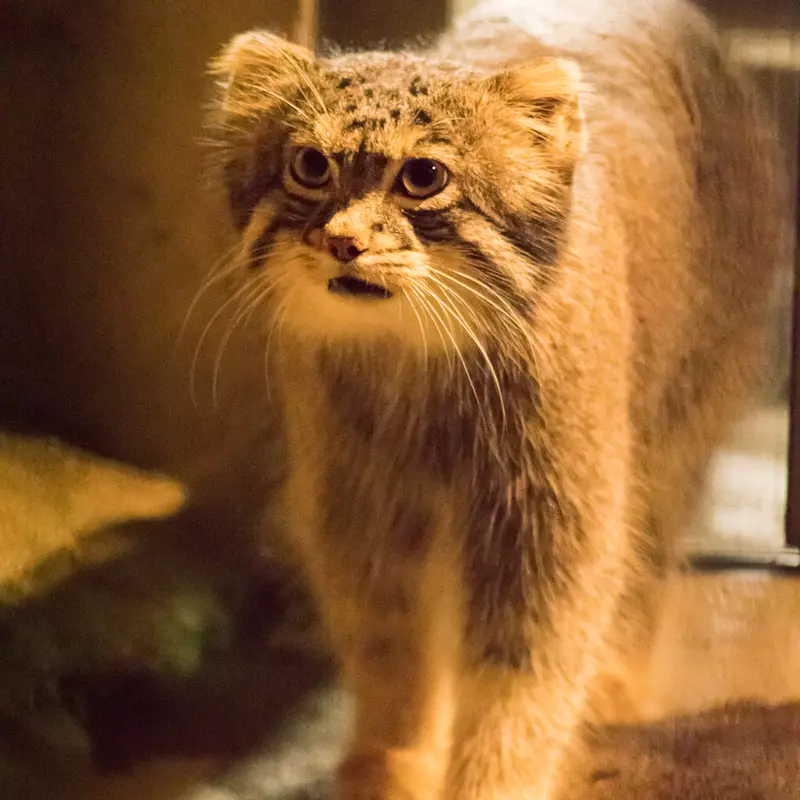 A photograph of Figa in Nogeyama Zoo
