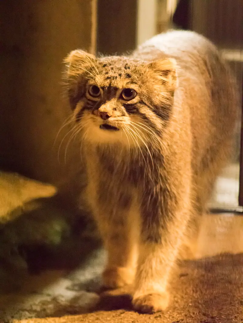 A photograph of Figa in Nogeyama Zoo