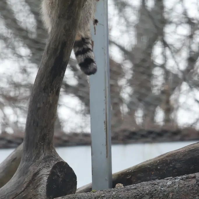 A photograph of a Pallas's cat