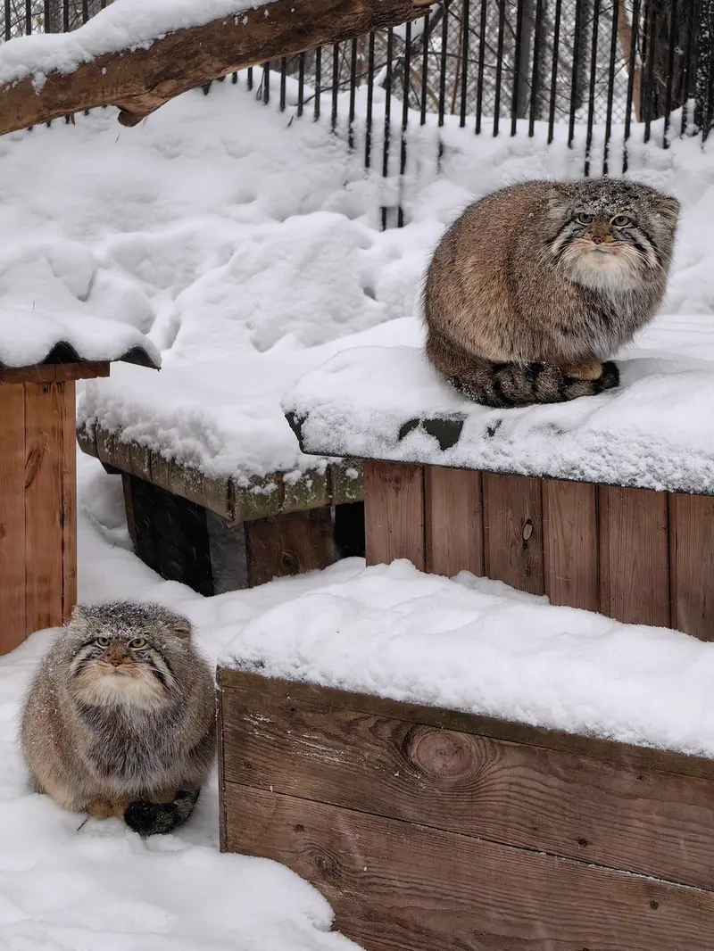 A photograph of Son of Eve 2024 Ⅱ and Son of  Eve 2024 Ⅳ in Novosibirsk Zoo