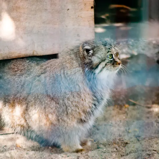 A photograph of Manuela in Magdeburg Zoo