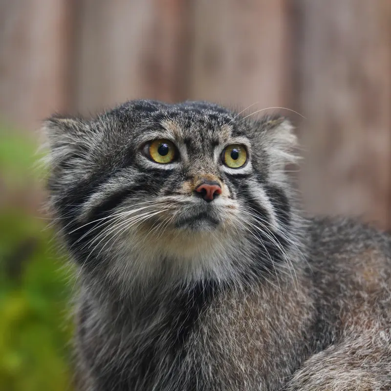 A photograph of Nar in Kobe Animal Kingdom