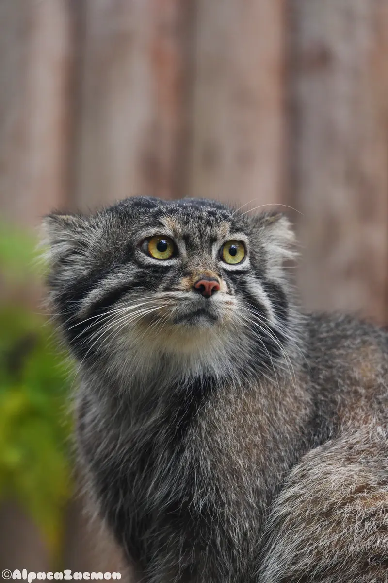 A photograph of Nar in Kobe Animal Kingdom