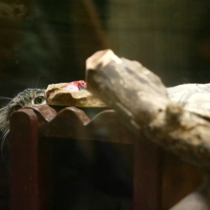A photograph of Shafran in Ueno Zoological Gardens