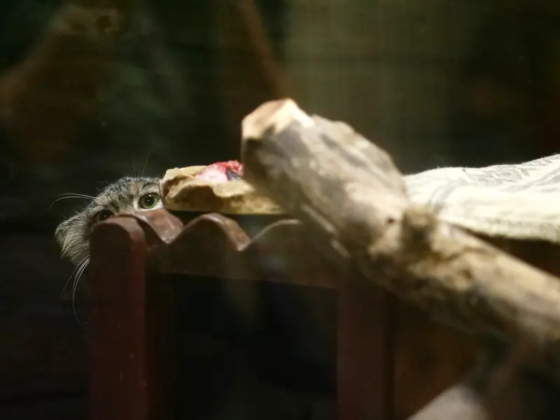 A photograph of Shafran in Ueno Zoological Gardens