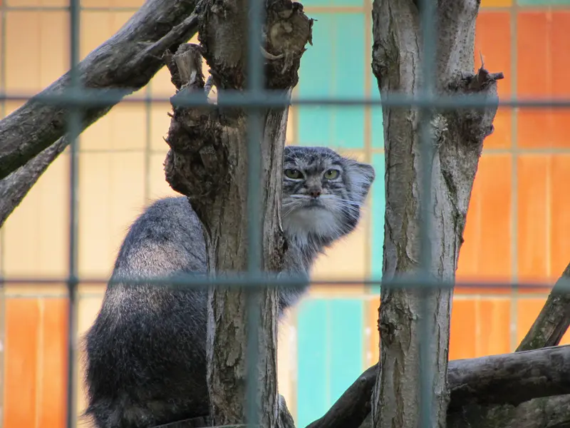 A photograph of a Pallas's cat in Tierpark Berlin
