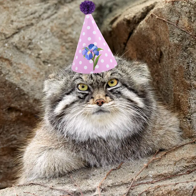 A photograph of a Pallas's cat