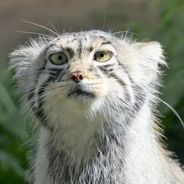 A photograph of Aiolos in Tallinn Zoo