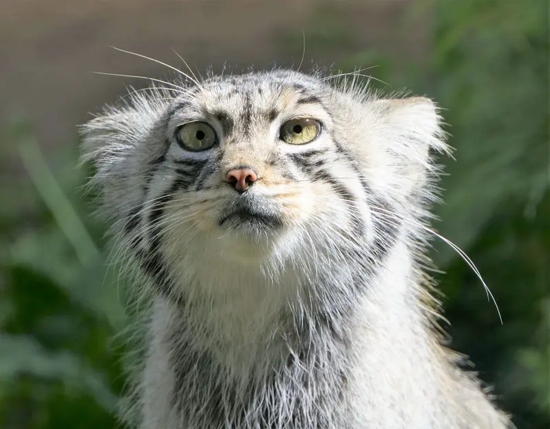 A photograph of Aiolos in Tallinn Zoo