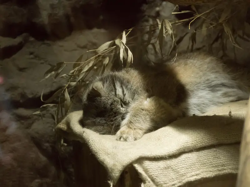 A photograph of Klyon in Ueno Zoological Gardens