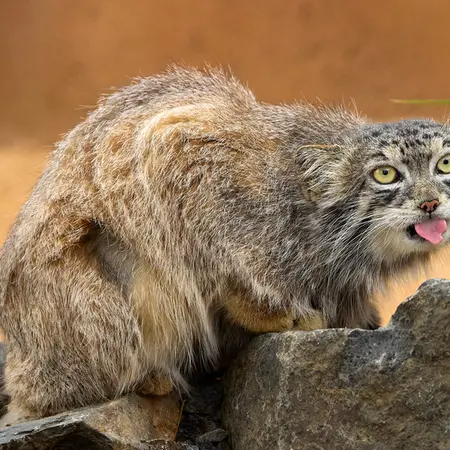 A photograph of Spay in Prague Zoo