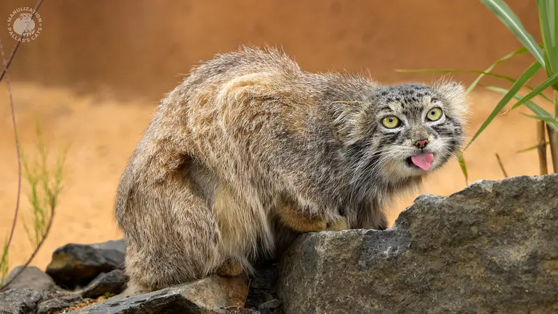 A photograph of Spay in Prague Zoo