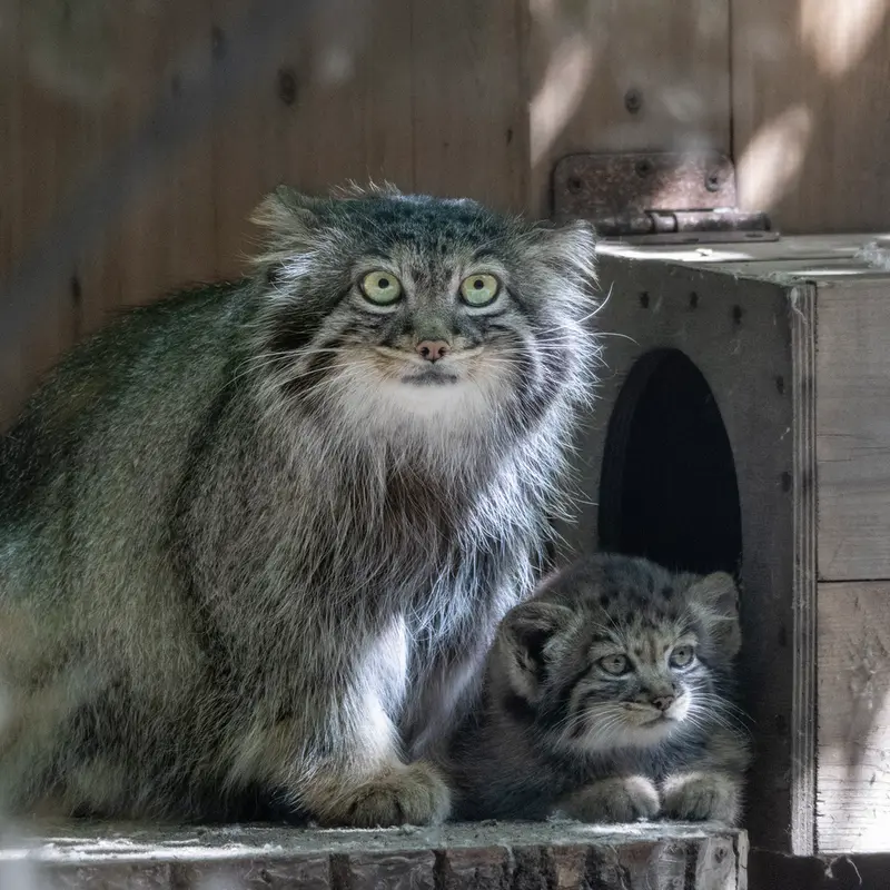 A photograph of Adele and Daughter of Adele b.2026 Ⅳ in Novosibirsk Zoo