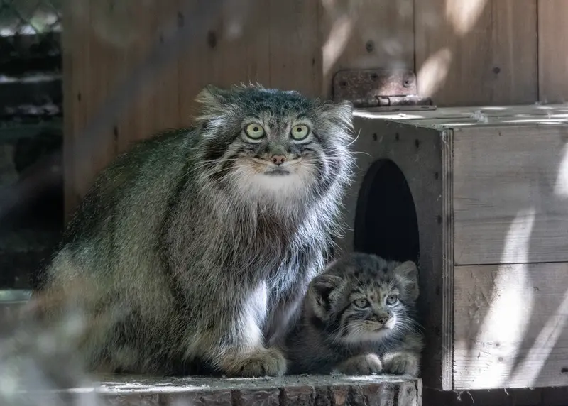 A photograph of Adele and Daughter of Adele b.2026 Ⅳ in Novosibirsk Zoo