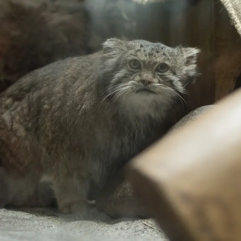 A photograph of Klyon in Ueno Zoological Gardens