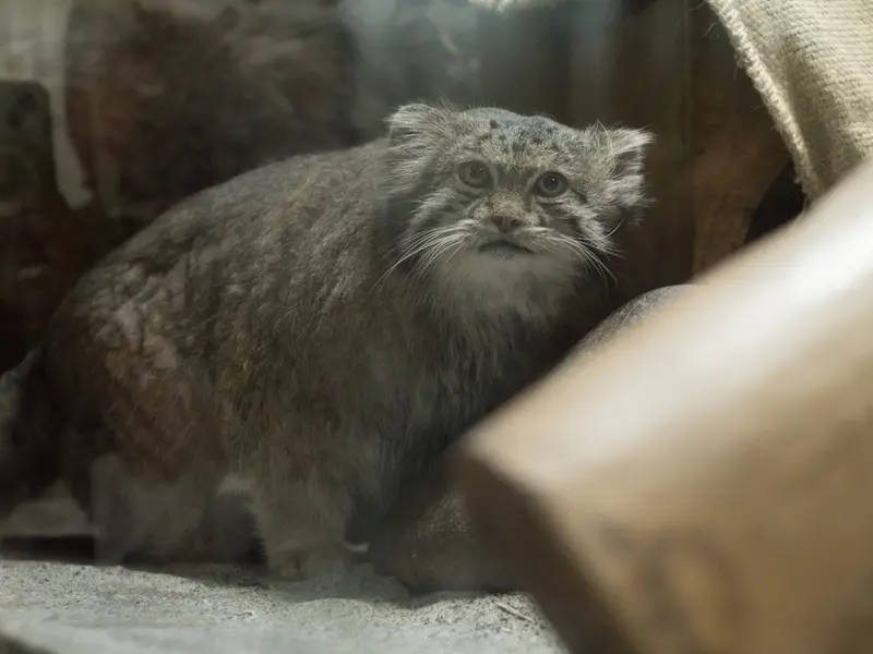 A photograph of Klyon in Ueno Zoological Gardens