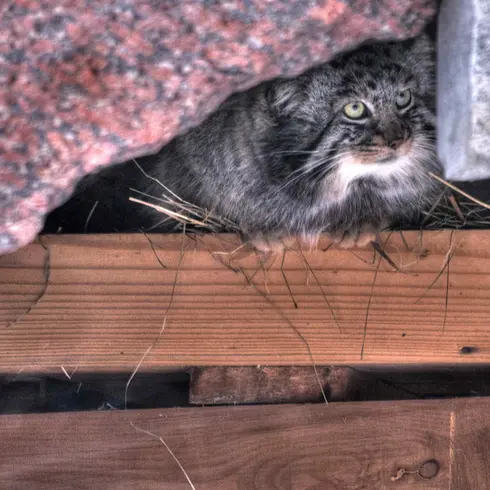 A photograph of Darlay in Moscow zoo