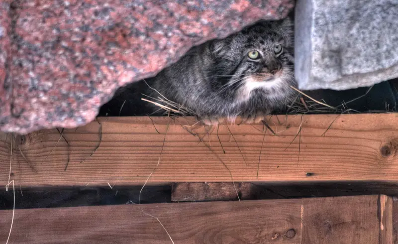 A photograph of Darlay in Moscow zoo