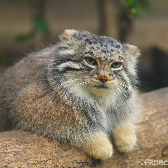 A photograph of Az in Kobe Animal Kingdom